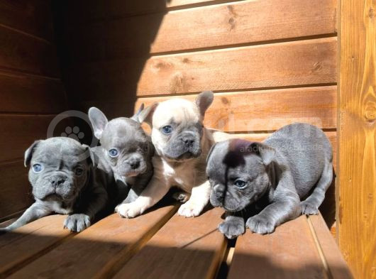 Blue French Bulldog Yavrusu görsel