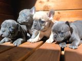 Blue french bulldog yavrusu