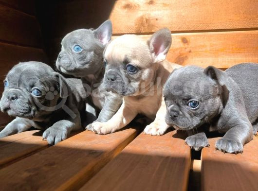Blue French Bulldog Yavrusu
