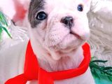 French bulldog yavrusu