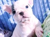 French Bulldog Yavrusu