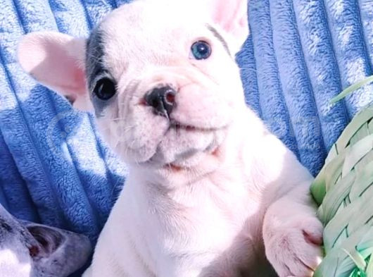 French Bulldog Yavrusu görsel