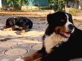 sevgi dolu ve sağlıklı Bernese Mountain dog yavrularimiz