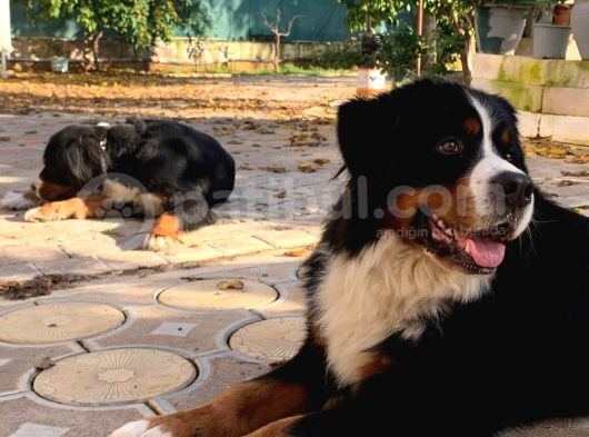 Sevgi Dolu Ve Sağlıklı Bernese Mountain Dog Yavrularimiz