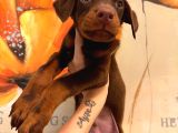 safkan Yavru doberman