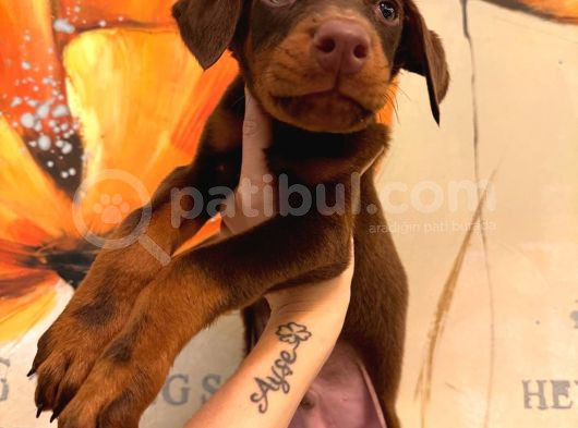 Safkan Yavru Doberman
