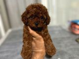 Eşsi̇z Toy Poodle Bebekler