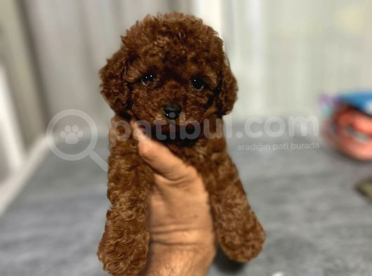 Eşsi̇z Toy Poodle Bebekler görsel