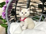 British Shorthair A Kalite Yavrularımız