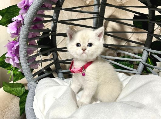 British Shorthair A Kalite Yavrularımız görsel