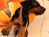Safkan Yavru Doberman