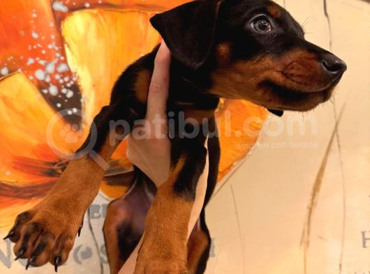Safkan Yavru Doberman görsel