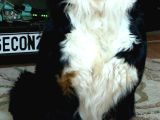 Sevgi Dolu Ve Sağlıklı Bernese Mountain Dog Yavrularimiz