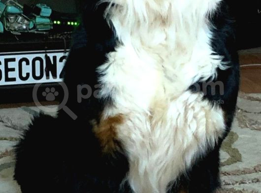 Sevgi Dolu Ve Sağlıklı Bernese Mountain Dog Yavrularimiz görsel