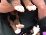 Sevgi Dolu Ve Sağlıklı Bernese Mountain Dog Yavrularimiz