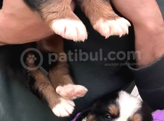 Sevgi Dolu Ve Sağlıklı Bernese Mountain Dog Yavrularimiz görsel
