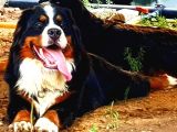Sevgi Dolu Ve Sağlıklı Bernese Mountain Dog Yavrularimiz