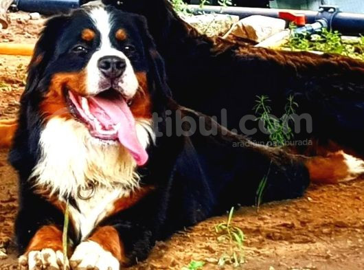 Sevgi Dolu Ve Sağlıklı Bernese Mountain Dog Yavrularimiz görsel