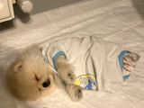 2 aylık pomeranian