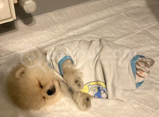 2 Aylık Pomeranian