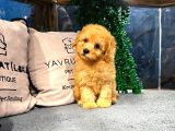 Poodle Yavrumuz Çocuklarınızla Dost Olmaya Hazır