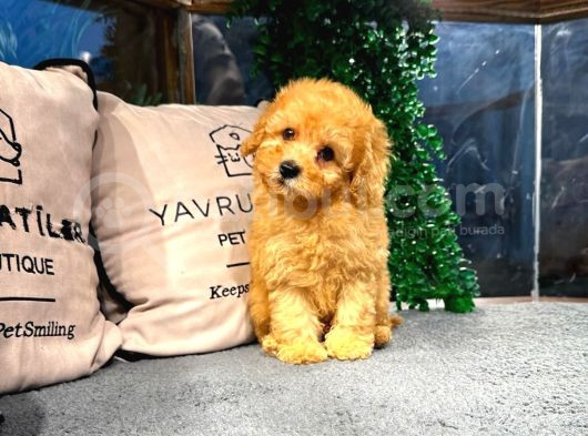 Poodle Yavrumuz Çocuklarınızla Dost Olmaya Hazır görsel
