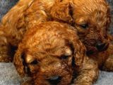 Irk Garanti̇li̇ Kizil Malti̇poo Yavrularimiz