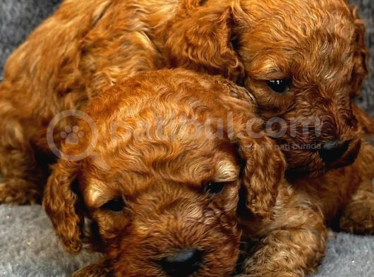 Irk Garanti̇li̇ Kizil Malti̇poo Yavrularimiz görsel