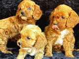 Irk Garanti̇li̇ Kizil Malti̇poo Yavrularimiz