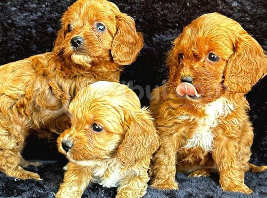 Irk Garanti̇li̇ Kizil Malti̇poo Yavrularimiz görsel