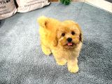 Poodle Yavrumuz Çocuklarınızla Dost Olmaya Hazır