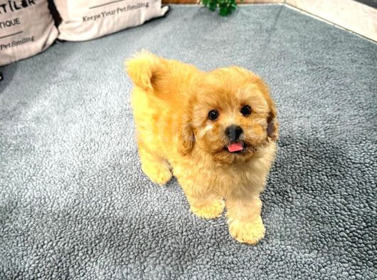 Poodle Yavrumuz Çocuklarınızla Dost Olmaya Hazır görsel