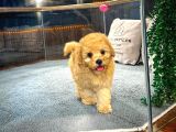 Poodle Yavrumuz Çocuklarınızla Dost Olmaya Hazır