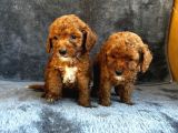 Irk Garanti̇li̇ Kizil Malti̇poo Yavrularimiz