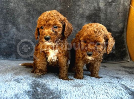 Irk Garanti̇li̇ Kizil Malti̇poo Yavrularimiz görsel