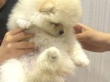 2 Aylık Pomeranian