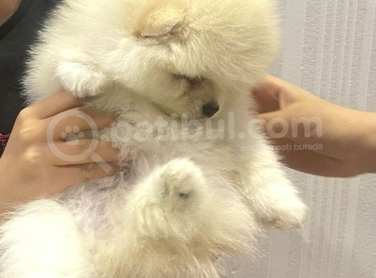 2 Aylık Pomeranian görsel