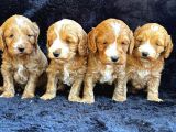 Irk Garanti̇li̇ Kizil Malti̇poo Yavrularimiz