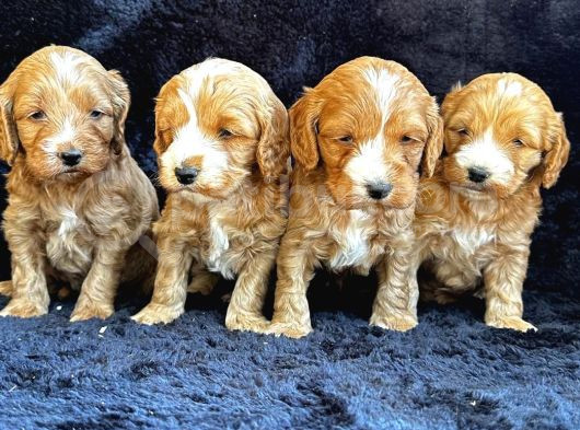 Irk Garanti̇li̇ Kizil Malti̇poo Yavrularimiz görsel