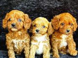 IRK GARANTİLİ KIZIL MALTİPOO YAVRULARIMIZ