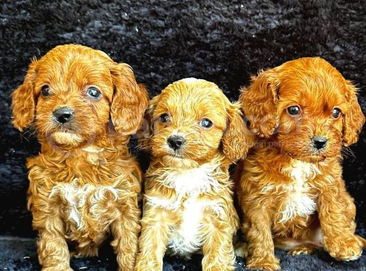 Irk Garanti̇li̇ Kizil Malti̇poo Yavrularimiz