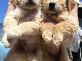 Baby face golden bebeklerimiz