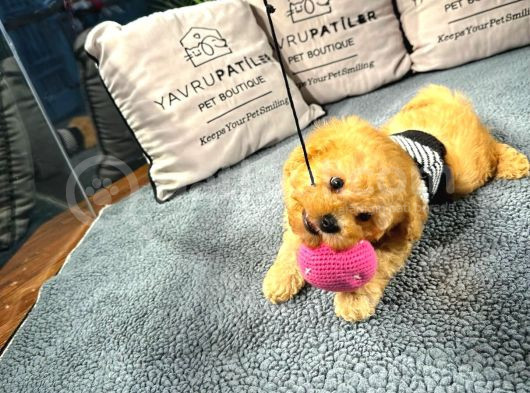 Poodle Yavrumuz Çocuklarınızla Dost Olmaya Hazır