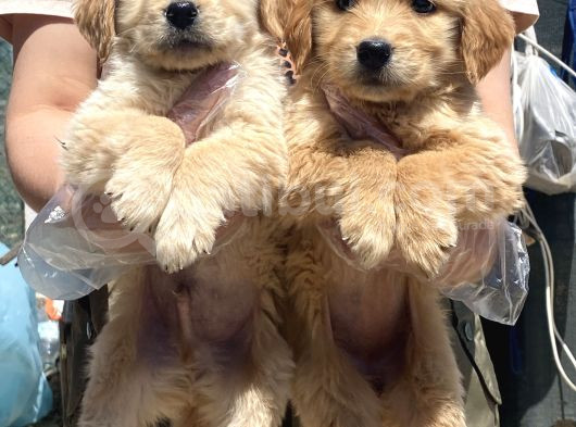 Baby Face Golden Bebeklerimiz görsel