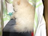 2 Aylık Pomeranian