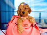 Tooy poodle cinsi yavrular DİŞİ erkek mevcuttur 
