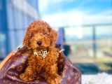 TOOY POODLE YAVRUMUZ 0 TEACUP  