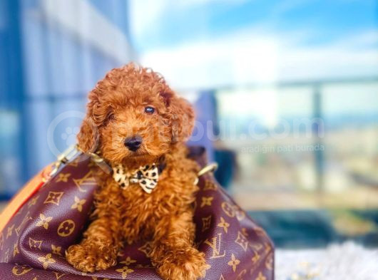 Tooy Poodle Yavrumuz 0 Teacup  