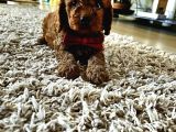 Toy Poodle yavrular