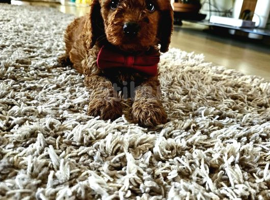 Toy Poodle Yavrular